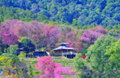 Loop Nature :เชียงใหม่ - แม่ฮ่องสอน 6วัน5คืน