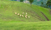 Negative Ion and Hills