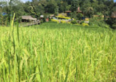 Loop Nature :เชียงใหม่ - แม่ฮ่องสอน 6วัน5คืน