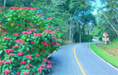 Loop Nature :เชียงใหม่ - แม่ฮ่องสอน 6วัน5คืน