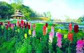 Loop Nature :เชียงใหม่ - แม่ฮ่องสอน 6วัน5คืน