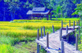 North Weird: 5 วัน 4 คืน เชียงราย เชียงใหม่ แม่ฮ่องสอน