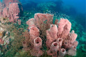 Marine Sightseeing: 3 วัน 2 คืน ประจวบ ชุมพร