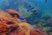 Marine Sightseeing: 3 วัน 2 คืน ประจวบ ชุมพร