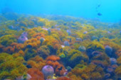 Marine Sightseeing: 3 วัน 2 คืน ประจวบ ชุมพร