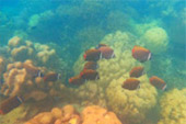 Marine Sightseeing: 3 วัน 2 คืน ประจวบ ชุมพร