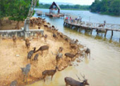 More: ชุมพร เกาะพยาม 4 วัน 3 คืน