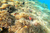 Signature Points: หมู่เกาะง่าม