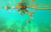 Uninhabited Islands: สำรวจ 3 เกาะ ร้าง ชุมพร