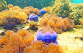 Uninhabited Islands: สำรวจ 3 เกาะ ร้าง ชุมพร