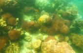 Uninhabited Islands: สำรวจ 3 เกาะ ร้าง ชุมพร