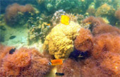 Uninhabited Islands: สำรวจ 3 เกาะ ร้าง ชุมพร