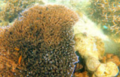 Uninhabited Islands: สำรวจ 3 เกาะ ร้าง ชุมพร