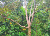 Khao Lak Around : Nature Around เขาหลัก 4 วัน 3 คืน
