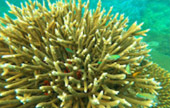 Khao Lak Around : Nature Around เขาหลัก 4 วัน 3 คืน