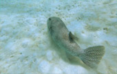 Khao Lak Around : Nature Around เขาหลัก 4 วัน 3 คืน