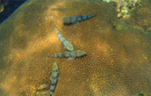 Khao Lak Around : Nature Around เขาหลัก 4 วัน 3 คืน