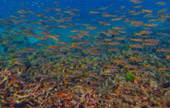 Khao Lak Around : Nature Around เขาหลัก 4 วัน 3 คืน