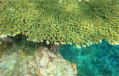Khao Lak Around : Nature Around เขาหลัก 4 วัน 3 คืน