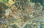 Khao Lak Around : Nature Around เขาหลัก 4 วัน 3 คืน