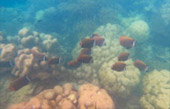 Khao Lak Around : Nature Around เขาหลัก 4 วัน 3 คืน