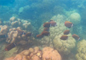 Khao Lak Around : Nature Around เขาหลัก 4 วัน 3 คืน