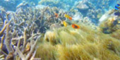 Sea Lovers: หัวใจคนรักทะเล