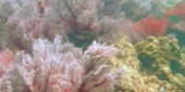 Sea Lovers: หัวใจคนรักทะเล