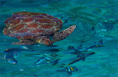 Sea Lovers: หัวใจคนรักทะเล