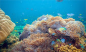 Sea Lovers: หัวใจคนรักทะเล