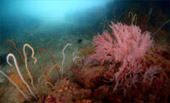 Sea Lovers: หัวใจคนรักทะเล