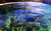 Sea Lovers: หัวใจคนรักทะเล