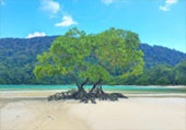 Khao Lak Around : Nature Around เขาหลัก 4 วัน 3 คืน