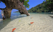 เกาะสุรินทร์ Full Day: จากเขาหลัก