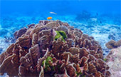 Variety in Phang Nga Package for Long Holiday