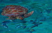 Variety in Phang Nga Package for Long Holiday