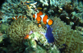 Variety in Phang Nga Package for Long Holiday
