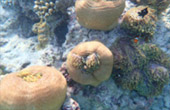 Variety in Phang Nga Package for Long Holiday