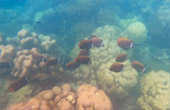 Variety in Phang Nga Package for Long Holiday