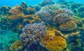 Variety in Phang Nga Package for Long Holiday