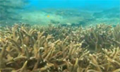 เขาหน้ายักษ์: Snorkeling and Beach Day Tour