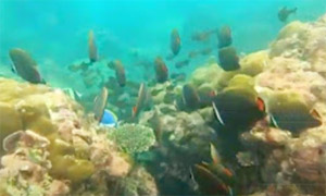 เขาหน้ายักษ์: Snorkeling and Beach Day Tour