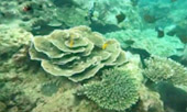 เขาหน้ายักษ์: Snorkeling and Beach Day Tour