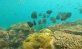 เขาหน้ายักษ์: Snorkeling and Beach Day Tour
