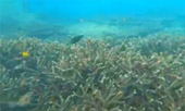 เขาหน้ายักษ์: Snorkeling and Beach Day Tour