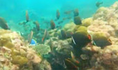 เขาหน้ายักษ์: Snorkeling and Beach Day Tour