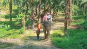 4 วัน 3 คืน เขาสก เขื่อน ป่า ธรรมชาติ สุราษฏร์ธานี