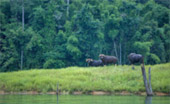 Dam, Jungle, Custom 3 วัน 2 คืน สุราษ เขื่อน เขาสก