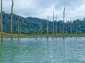 The Forest Breath: ประสบการณ์ สัมผัสป่า