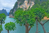 The Forest Breath: ประสบการณ์ สัมผัสป่า